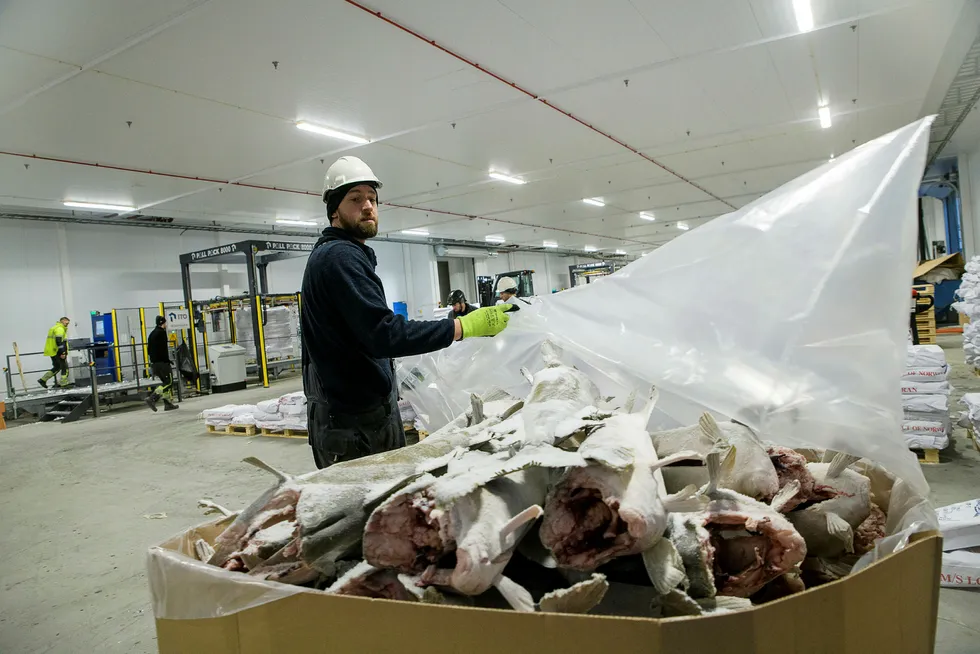Losser Daniel Johnsen trives i det nye fryselageret på Tromsøya. Han løfter de 50 kilo tunge sekkene med en hånd. Han river plasten av en kasse med stortorsk