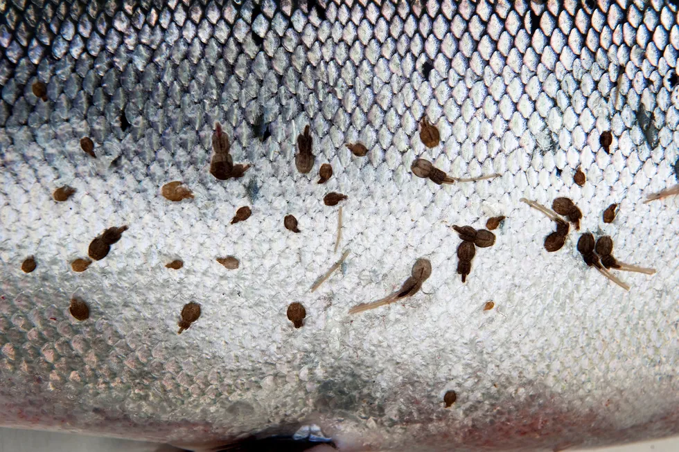Det er mindre lakselus på oppdrettsfisken i år, men på Vestlandet er det så mye lus at villfisk dør, viser ny rapportering fra Mattilsynet og Havforskningsinstituttet. Foto: Hommedal, Marit