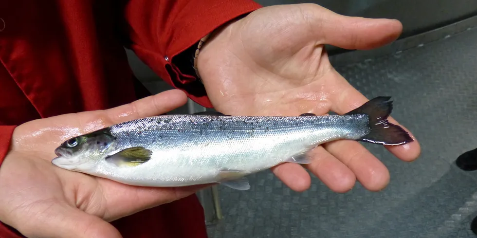 – En robust fisk som er lite stresset og som beskyttes av et sunt mikrobiom, er ikke et lett offer, skriver Erik Sterud.