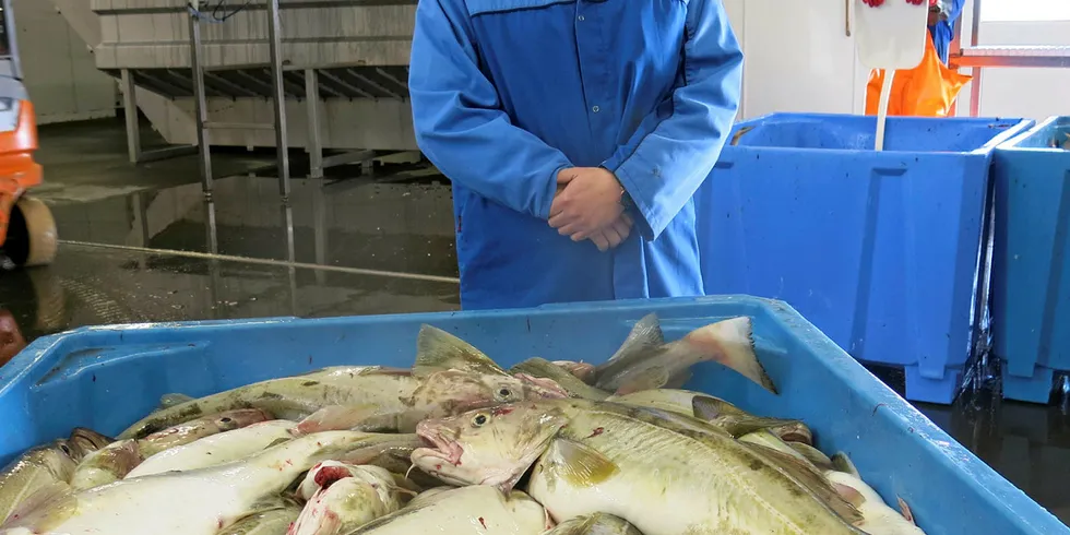 GOD KVALITET: Daglig leder Even Johansen i Tobø Fisk er fornøyd med kvaliteten på den blodferske torsken som er tatt med juksa.