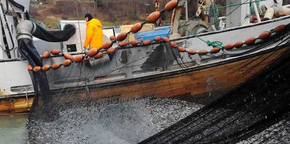 «Vårbud» på brislingfiske i Sognefjorden, der forskarane melder om god rekruttering.