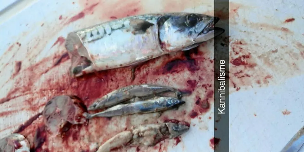 LITE RAUDÅTE: Makrell har spist makrell i mangel på annen føde.Foto: Torfinn Ganstad