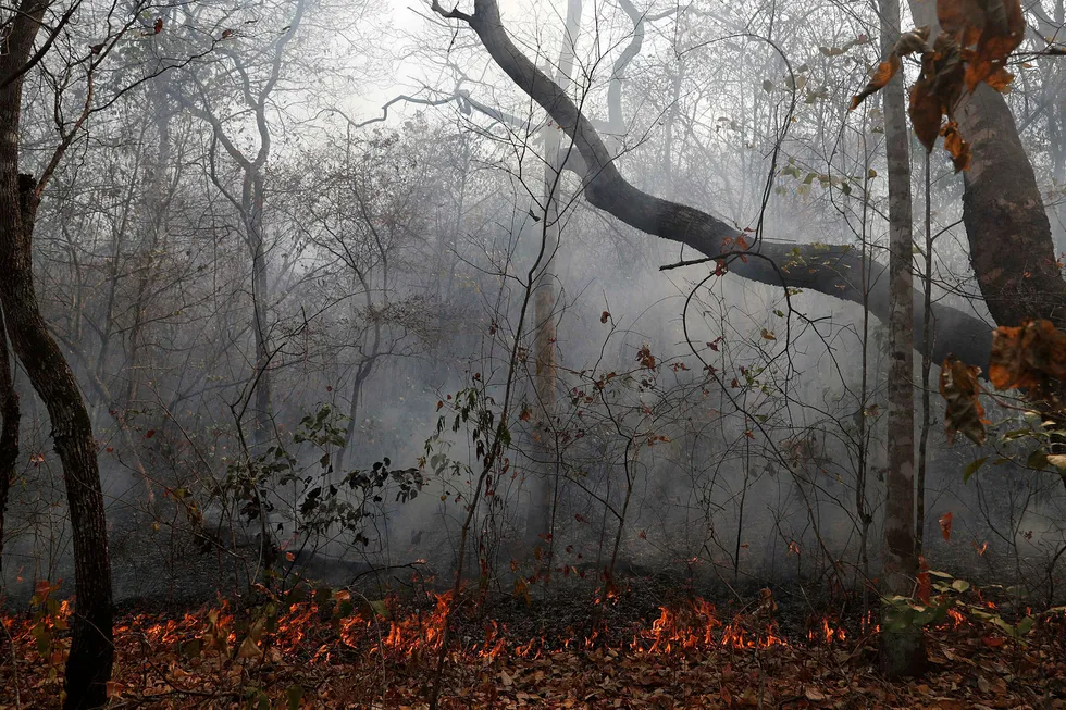 Massive skogbranner herjer i Amazonas i Brasil. Flammene har også spredt seg til Bolivia, hvor over én millioner hektar har brent ned.