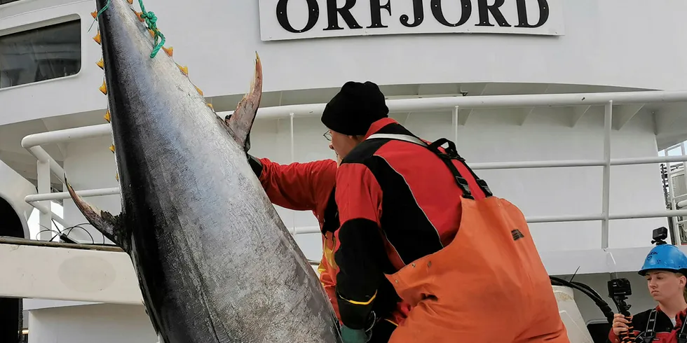 TRAFF BLINK: «Orfjord» ser ut til å ha fått dreisen på årets størjefiske. Fredag landet Averøy-båten seks nye størjer.