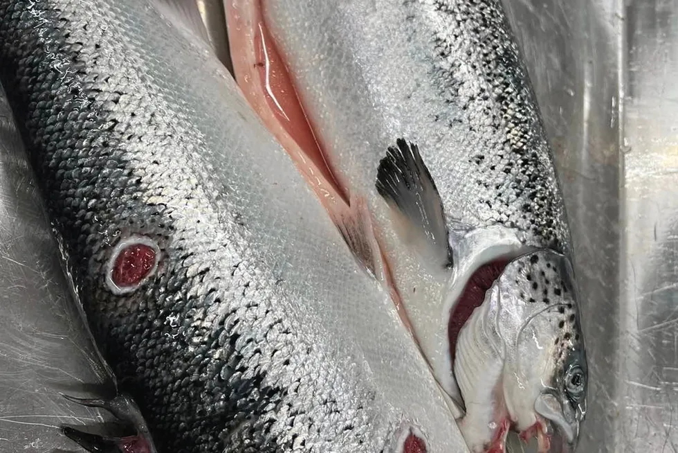 I første kvartal slet Mowi med mye dårlig fisk som følge av vintersår. Nøyaktig hvor mye, vil ikke selskapet lenger opplyse om. Bildet viser fisk med vintersår, men det er ukjent hvilket selskap som produserte nøyaktig denne fisken.