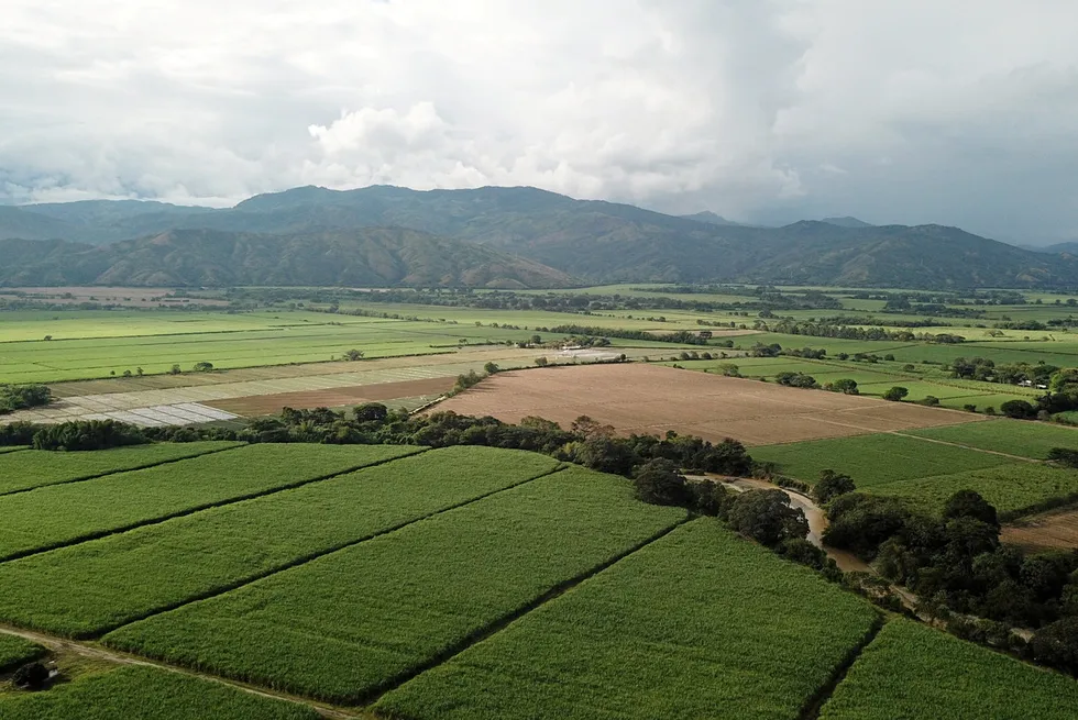 Sugar cane fields in Cauca Valley, one of the regions being assessed for natural hydrogen potential.