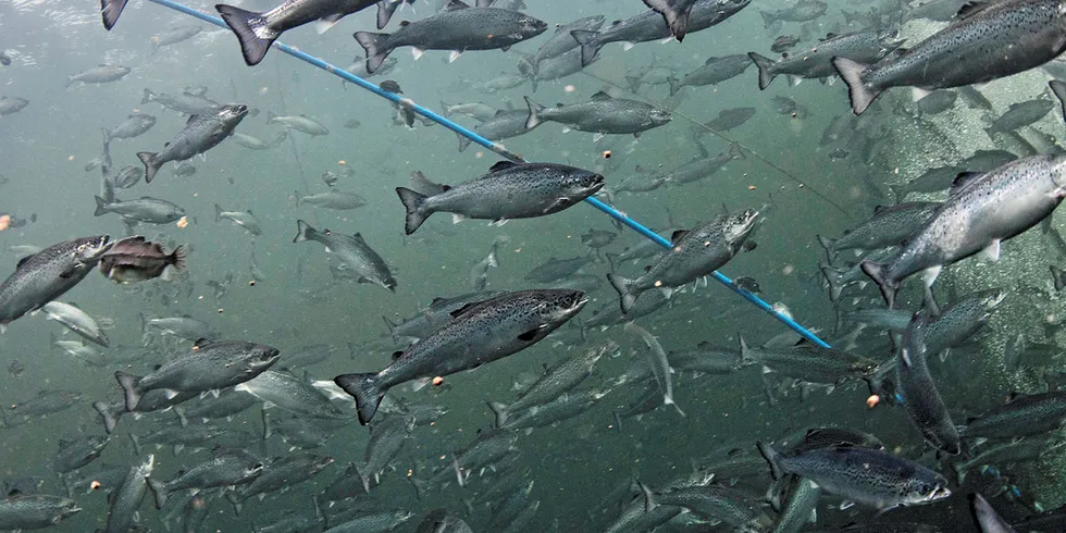 VARIASJONER: I noen bestander er opp mot ti prosent mager og mistilpasset fisk i merdene, mens andre har nær null.