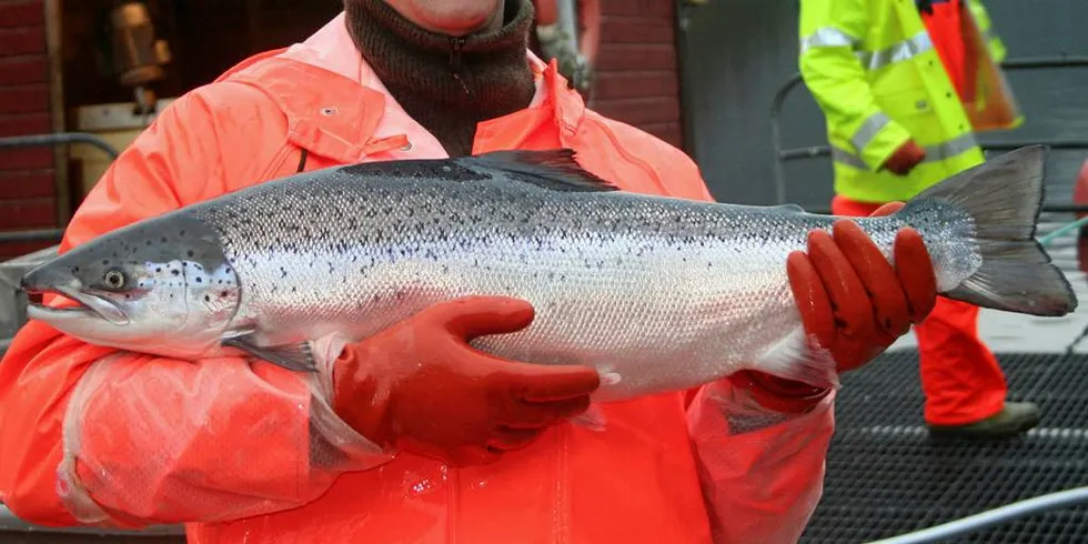 Denne laksen har et ekstra sett med kromosomer, og er praktisk talt steril.Foto: Havforskningsinstituttet.