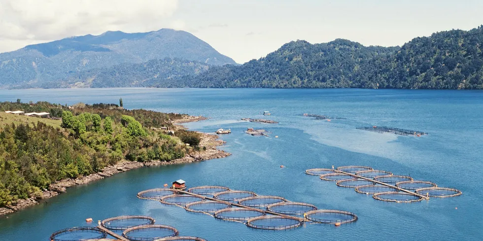 Farmed salmon is Chile's second largest export, according to new report.
