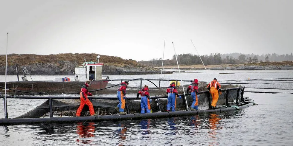 AVLUSING: Laksen blir tatt om bord i brønnbåt, hvor den blir badet i hydrogenperoxid for å bli kvitt lakselus. Illustrasjonsfoto: Ole Morten Melgård