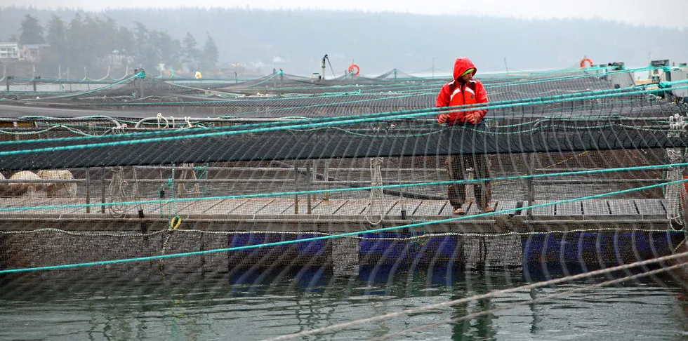 Cooke aquaculture Hope Island, a former salmon farm site in Washington state, was transformed to raise steelhead by the company.