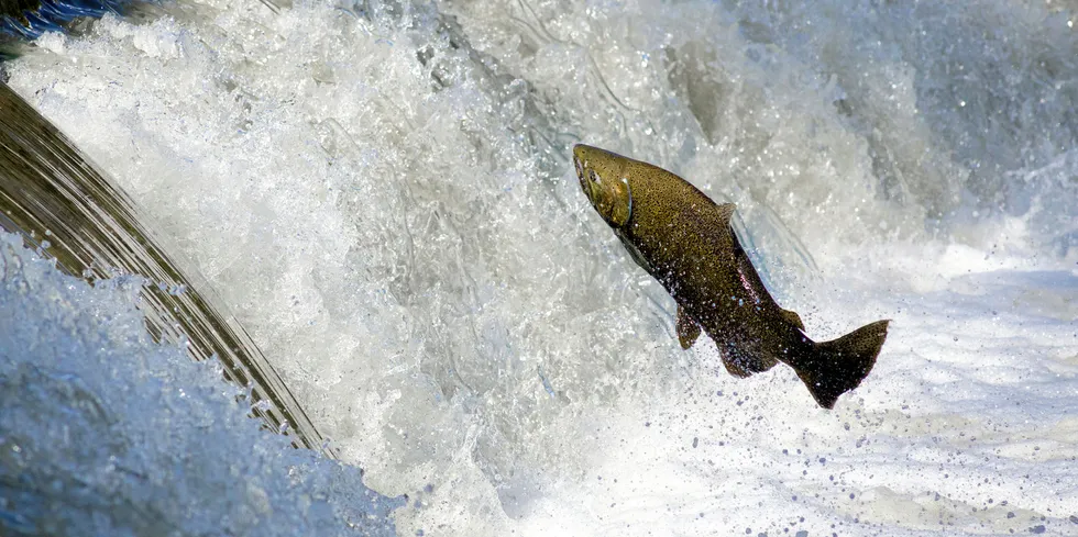 Norway saw a 44 percent increase in salmon escapes compared to 2018. Photo: Flickr / @josullivan.59