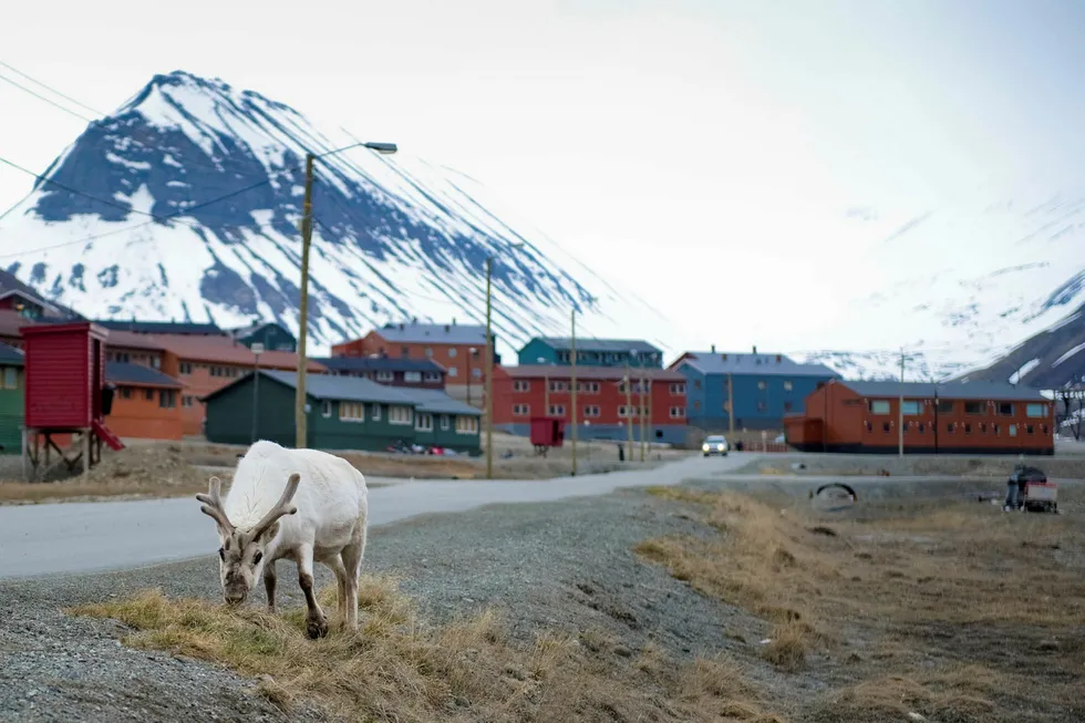 Reinsdyrene på Svalbard er mindre artsfrendene på fastlandet. Nå krymper svalbardreinen ytterligere. Foto: Martin Bureau/AFP photo/NTB scanpix