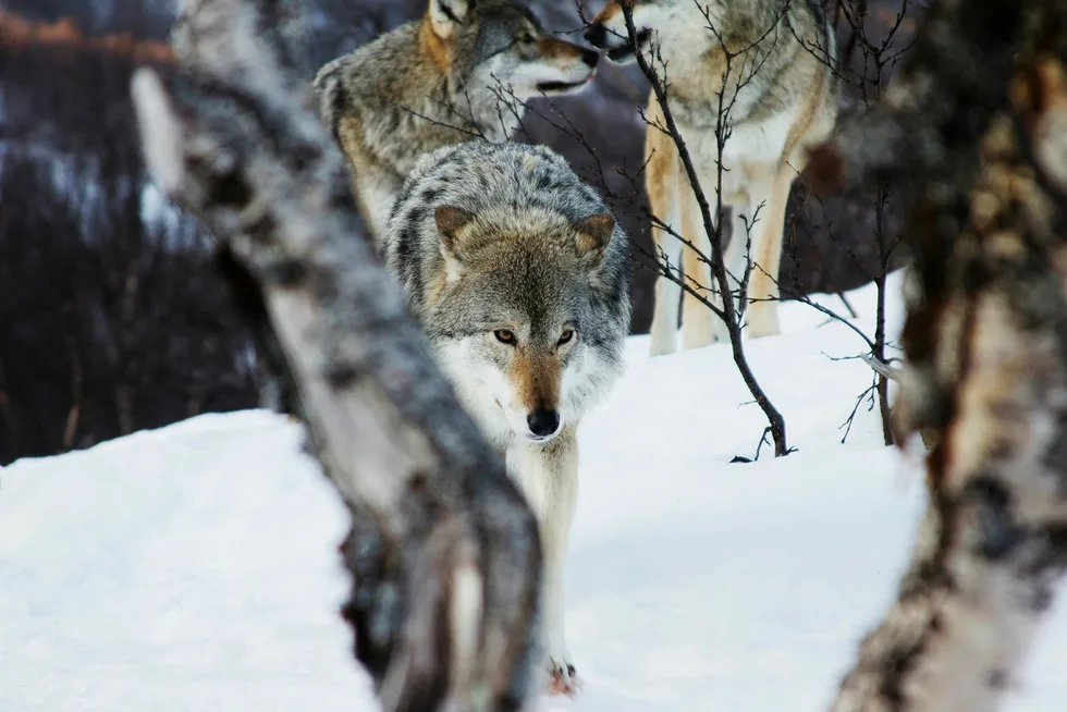 Johan C. Løken gjentar i DN 3. april sin påstand om at det er ulven som har skylden for svak næringsutvikling og tilbakegang i folketallet i ulvesonen. Foto: Inger E. Berg