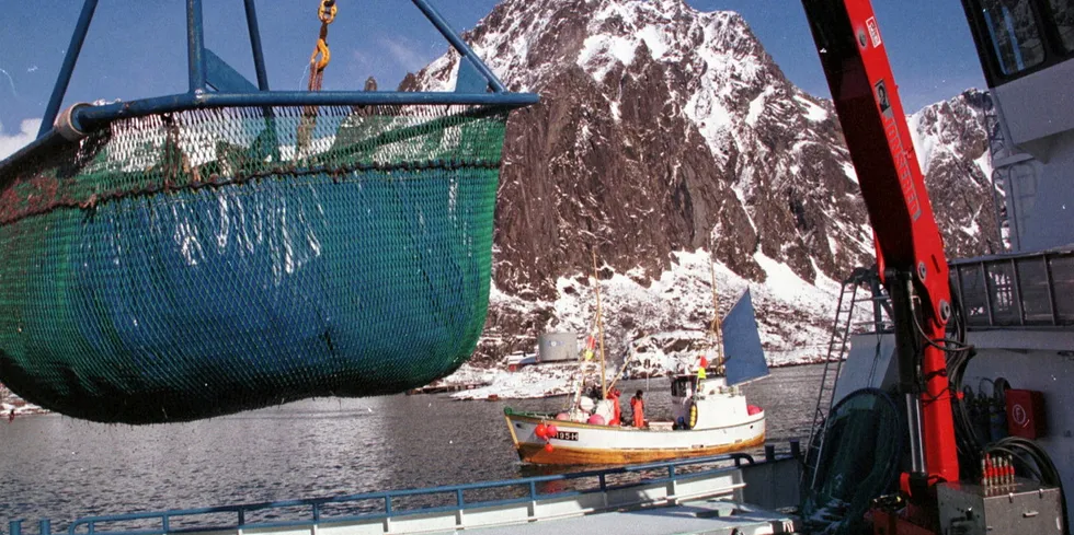 Fersk torsk tas i land i Svolvær. Torsk er ekstremt ettertraktet som eksportvare og enkelte år er det fulll krig om å få tak i nok fisk.