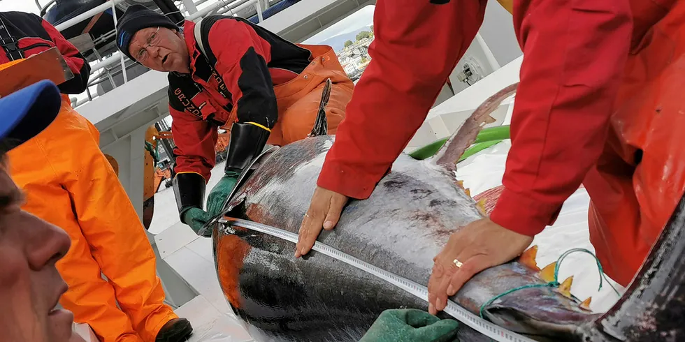 VERDIFULL: Kystnotbåten «Orfjord» leverer første makrellstørjefangst til Aalesundfisk ved Marine Sales sitt anlegg i Ålesund. Nå er det klart at prisen ble 340 kroner kiloet.