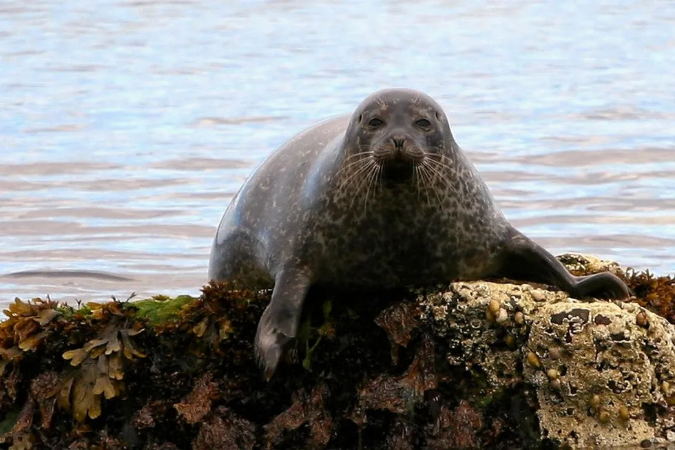 The site has recently been subject to persistent attacks from a large group of seals.
