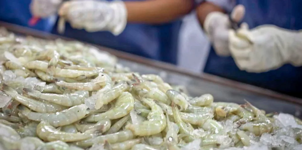 For a time the world's biggest farmed shrimp producer, India has in recent years ceded its place to Ecuador, where native environment, lower stocking and a more structured industry and leadership have given the South American nation the upper hand.