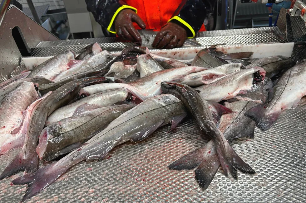 Forskeren har lite forskning på brosme og lange og etter at torskekvoten har gått ned, frykter de økt fiskepress på disse artene.