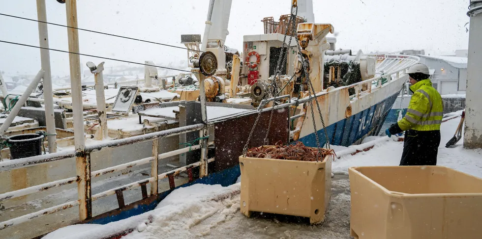 Seafood gourmet Norway i Båtsfjord tar imot levende snøkrabbe.