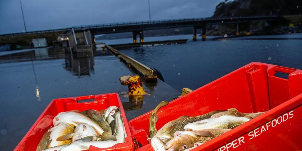 Torskens sesongvandring har i århundrer gitt grunnlag for et rikt og viktig fiskeri, skriver Edgar Henriksen.Foto: Espen Sand