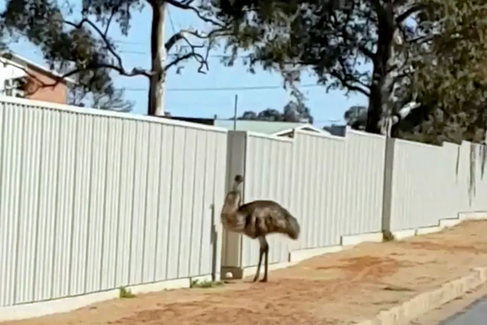 Visitor: one of the thirsty emus that flocked to Broken Hill