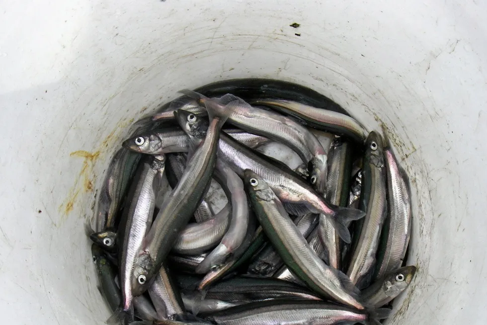 Until recently Iceland saw many years without a capelin fishing season.