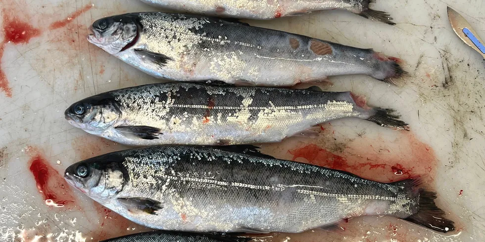 Illustrasjon: Fisk med skader etter perlesnormanet og uvær
