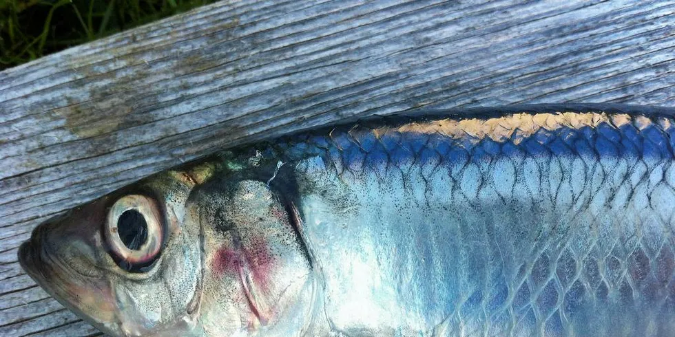 VERDIFULL: Nordsjøsild er verdifull både som matjessild og som fettrik sild til mel og olje.Foto: Torhild Måkestad Martinussen