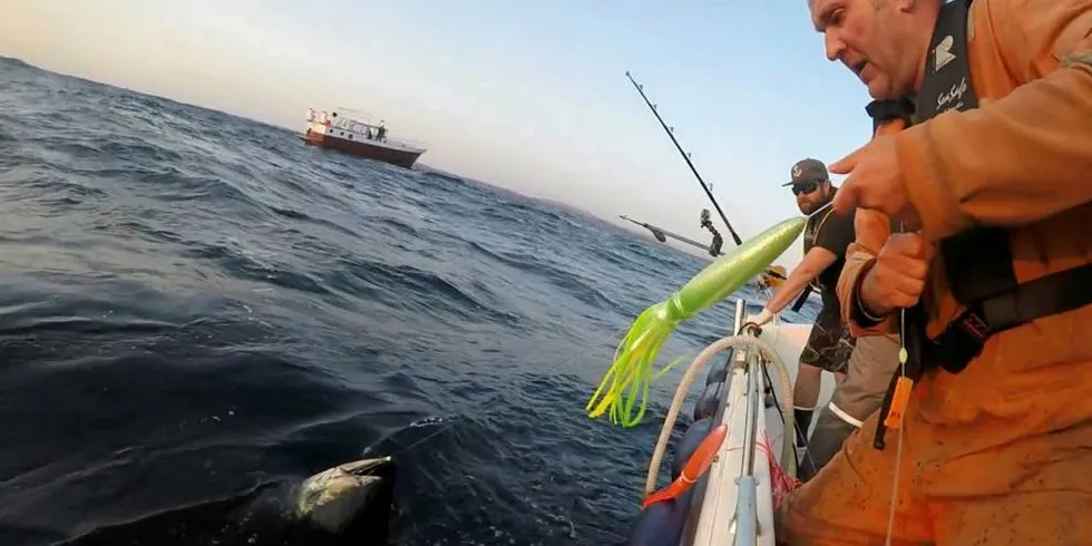 MERKEDAG: – Fisken var utrolig flott. Det var litt av et syn. Flotte farger, det var ganske fantastisk. Jeg har aldri sett ei størje i levende live, sier Harald Tvedt, som er teamleder på laget som fikk den første makrellstørjen til overflaten torsdag kveld.Foto: Sean Tracey/Havforskningsinstituttet