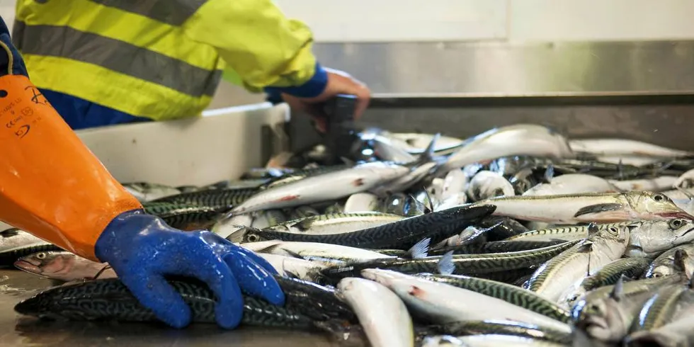 Havforskningsinstituttet på tidligere makrelltokt.Arkivfoto: Kjersti Kvile