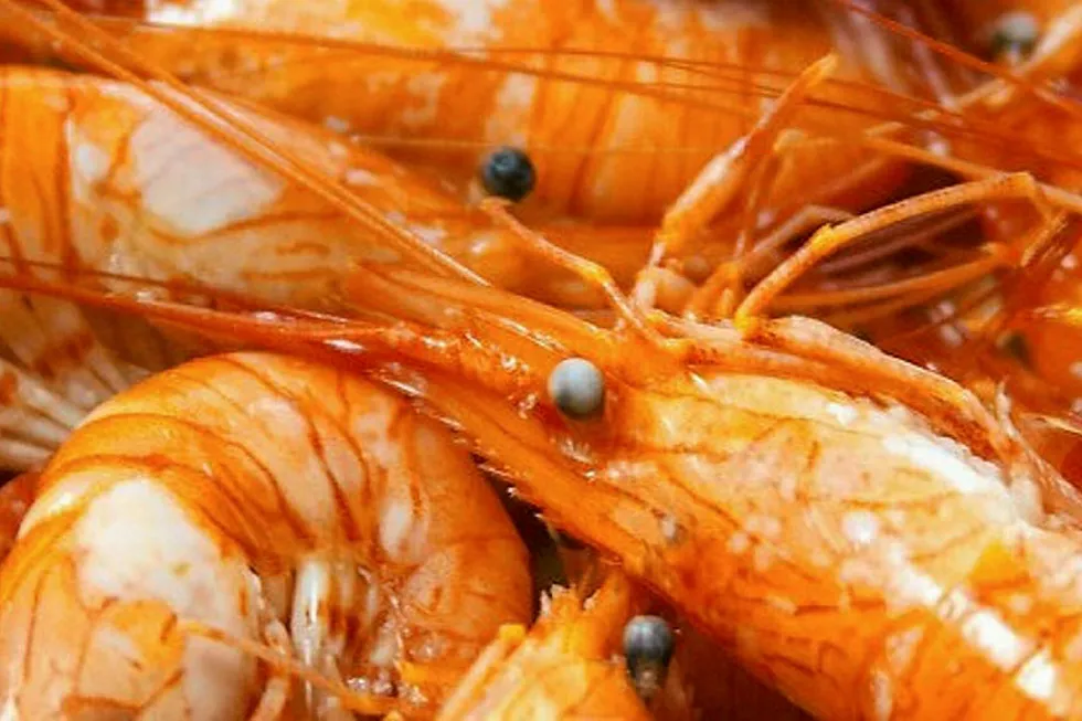 Argentine red shrimp.