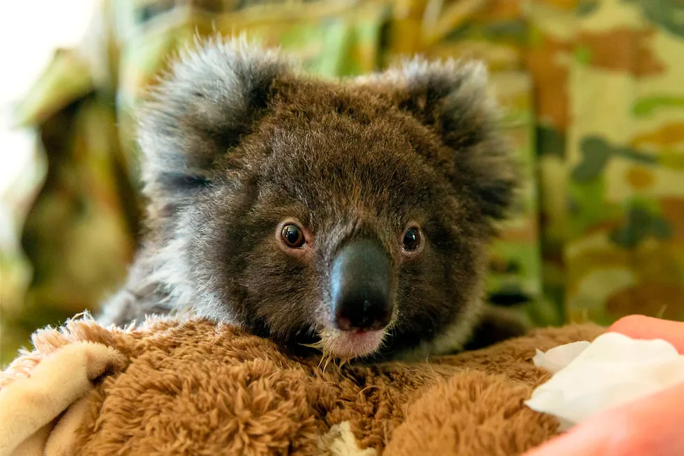National icon: a baby koala at the Kangaroo Island Wildlife Park in Kingscote, Australia