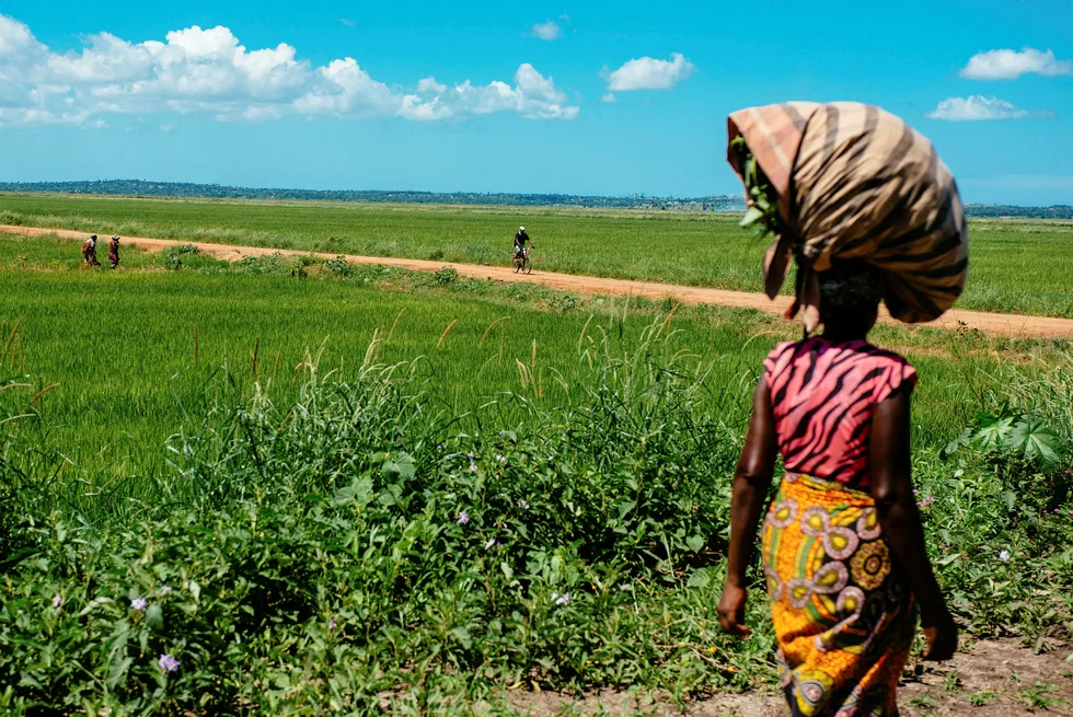 Våre samarbeidspartnere i Afrika ser behovet for investeringer som kan gi arbeidsplasser og vekst, men er også urolig for konsekvensene: Landområder som kvinner driver og lever av, men ofte ikke er formelle eiere av, blir ofte overdratt til næringsvirksomhet. Eventuell kompensasjon tilfaller gjerne menn, sier forfatterne. Her fra Mosambik. Foto: Waldo Swiegers/Bloomberg