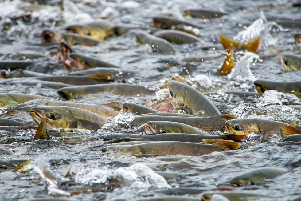 Rush hour: chum salmon moving to their spawning areas on Russia's Sakhalin Island