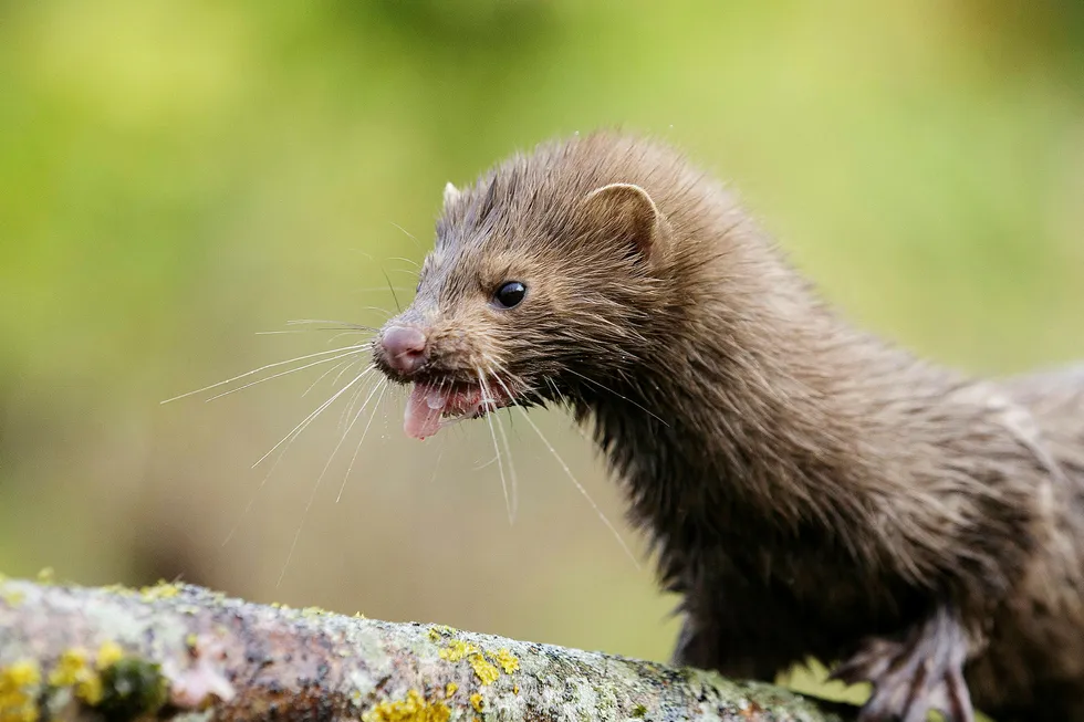 Fra 5. juni dropper Artsdatabanken begrepet svarteliste. Minken, som er regnet som en av de mest skadelige artene for norsk natur, vil i stedet havne på den nye «fremmedartlisten». Foto: Vasily Fedosenko/Reuters/NTB Scanpix
