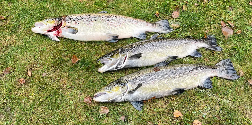 Tre eksemplarer av oppdrettsfisk som har vært på rømmen fra Alle Aqua Norway i Sognefjorden.