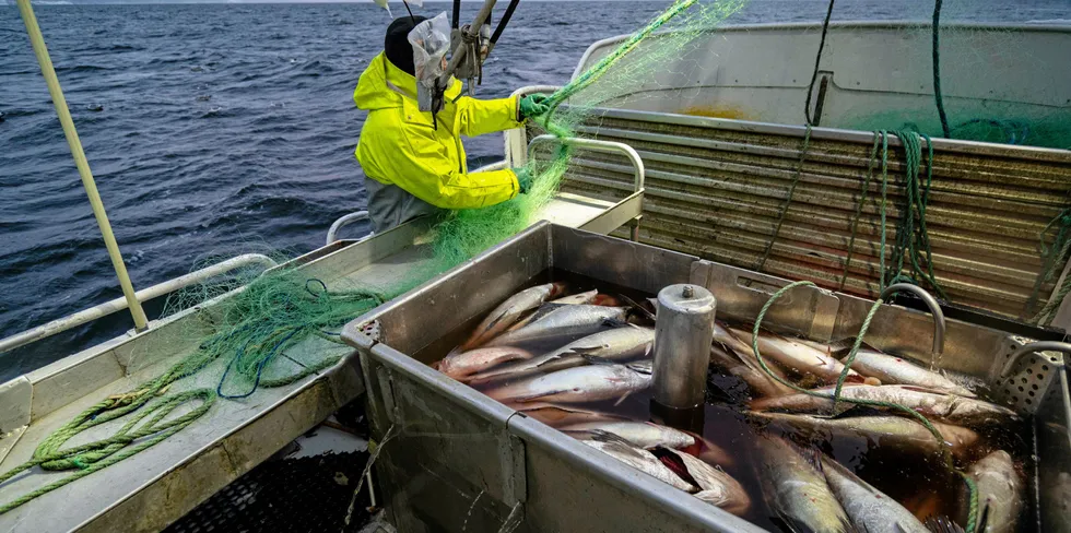 Flere nye fiskeriselskap er startet.