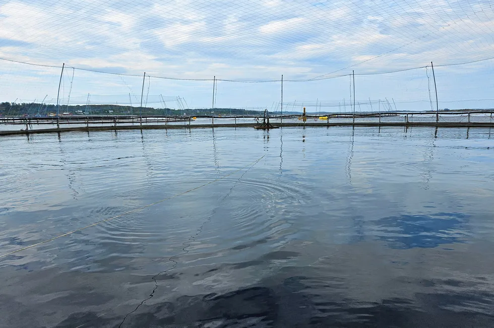 Mowi oppdaget et hull i en not på en av deres merder utenfor Frøya i Trøndelag. Lokaliteten på bilde har ikke noe med den hendelsen å gjøre.