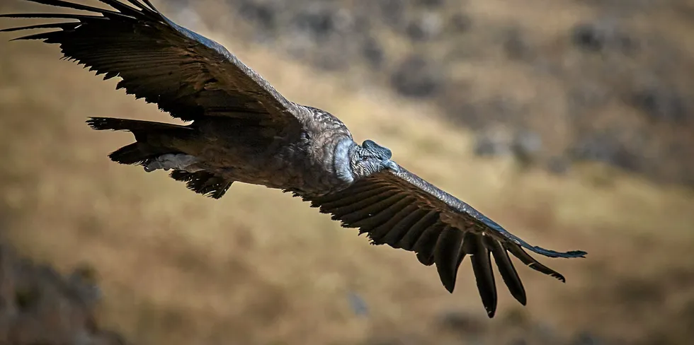 The Andean condor is one of the largest birds on Earth, weighing up to 15 kilograms with a wingspan of over three metres.