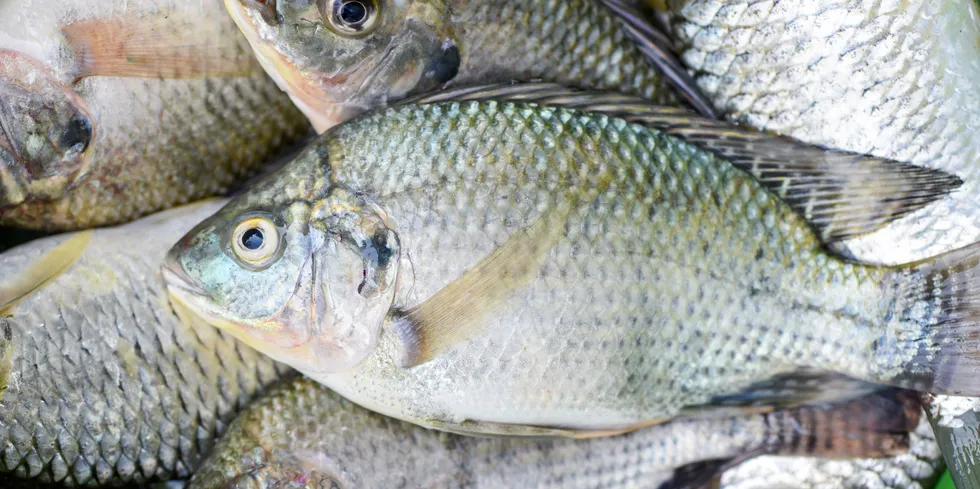 Species like tilapia and shrimp were heavily impacted by lockdowns in the United States.