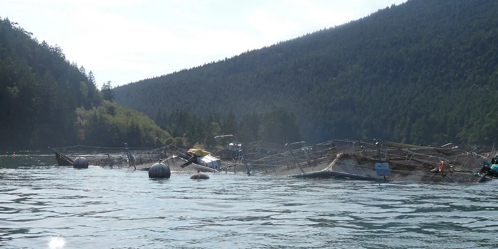 Cooke Aquaculture sitt havarerte anlegg utenfor Cypress Island.