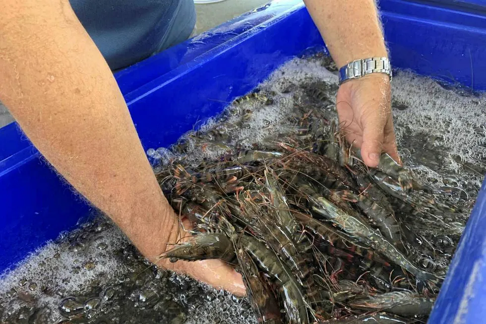 ‘Revolutionary’ shrimp pathogen testing system hits the market.