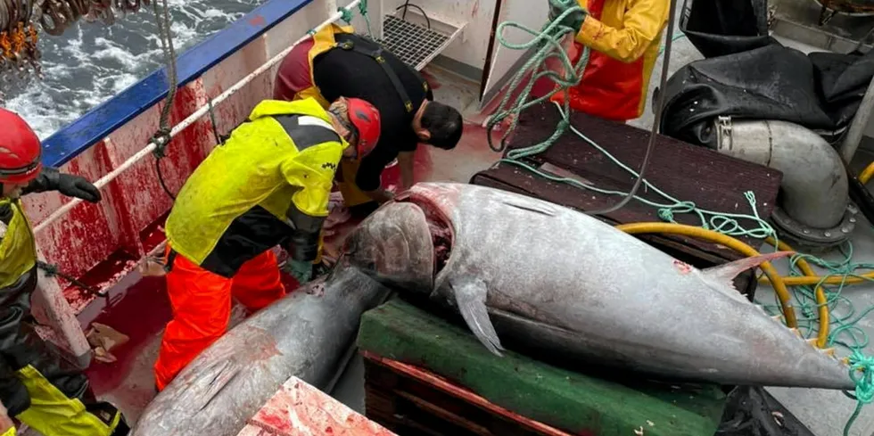 Makrellstørje tatt av «Spjæringen» under fjorårets fiske.