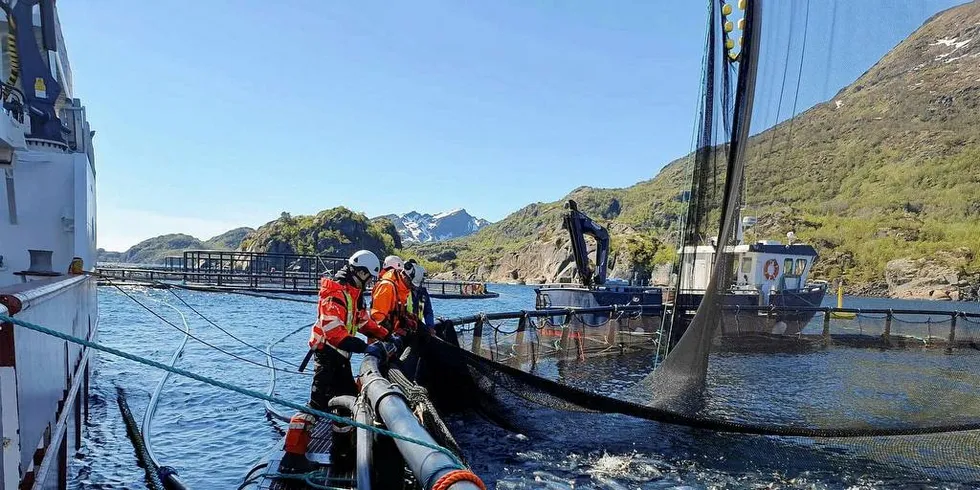 PROBLEM: Lakserømmingen er egentlig et større problem for oppdrettsnæringen enn omgivelsene. Det meste av fisken som rømmer dør, slik at kostnadene i forhold fremtidige inntekter og ødelagt omdømme er større enn faren for villaksen.Foto: Ivar Johnsen/Nordlaks