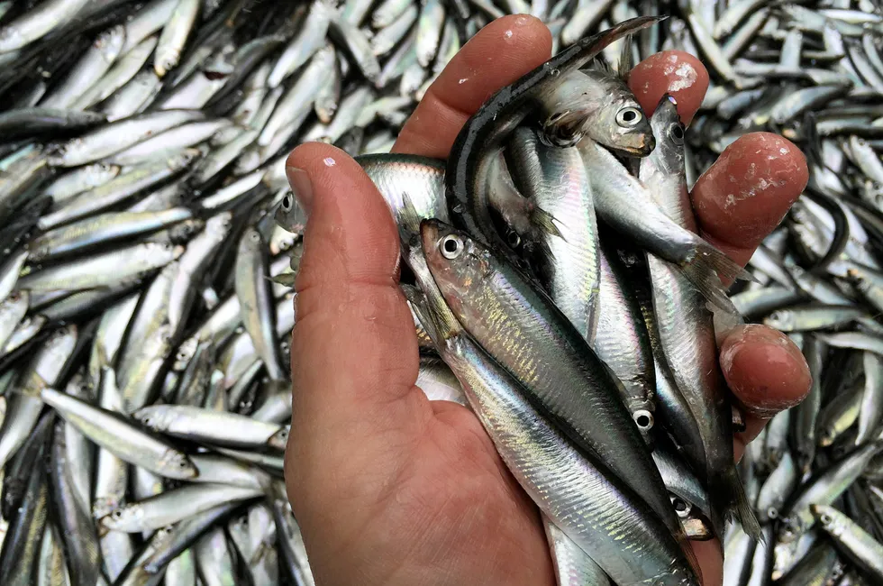 Havforskningsinstituttet har kommet med et råd på fisket etter kystbrisling. Her fra kystbrislingfiske i Luster i Sognefjorden.