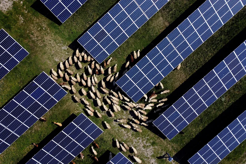 Investeringene i fornybar energi vokser. I Rogane, Kosovo, beiter sauer mellom solceller.