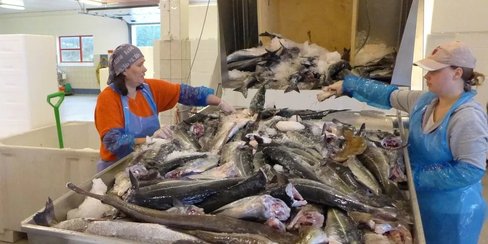 Nina Lilletvedt og Lene Bognøy sorterer et tonn blodfersk fisk ved Nordhordland Fiskemottak. foto: Ole Erik Klokeide