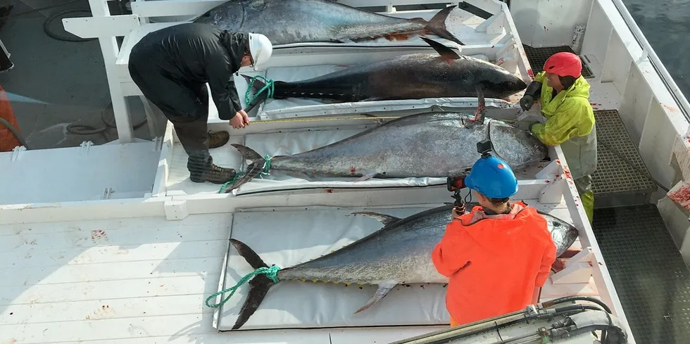 Omsetningen av størje har ikke vært som forventet. Fiskerne bærer selv risikoen og sitter ennå med usolgte størje fra forrige sesong på lager.