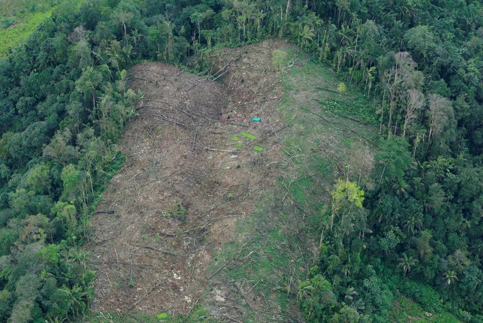 Colombia er et av landene i verden med flest ulike arter trær, hvorav mange risikerer å bli utryddet. Foto: Ricardo Mazalan/AP photo/NTB scanpix